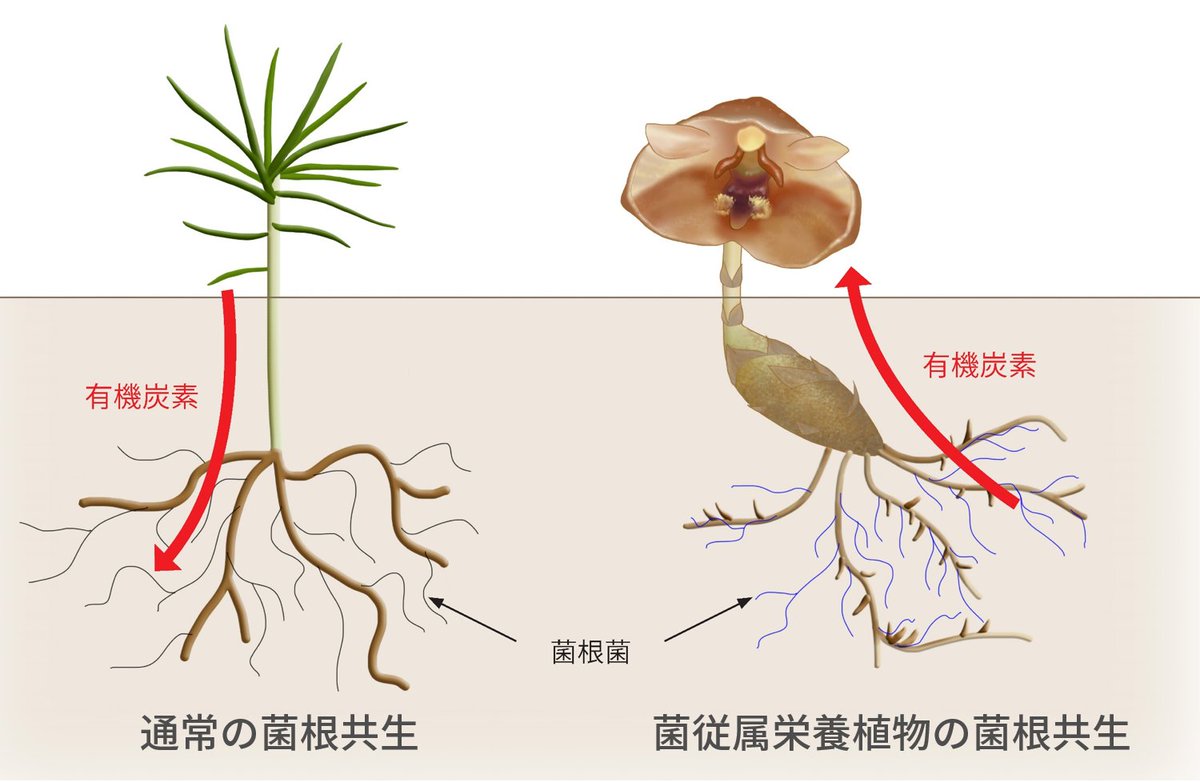 末次 健司 On Twitter 実は植物が菌根菌に提供する炭素は 光合成産物全体の2割にも及ぶとされており 菌従属栄養植物 はこの高いコストの支払いを回避するように進化したとされます 一方で 菌類の中は 森の落ち葉や枯れ木の分解者としてはたらくものが多数存在してい