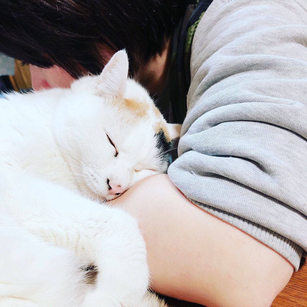 ふわふわねこ