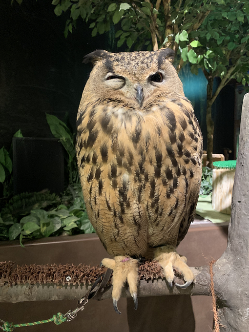 ミミズクとフクロウの違いは頭の羽角 コノハズクとの違いも調べてみた いろイロmemo
