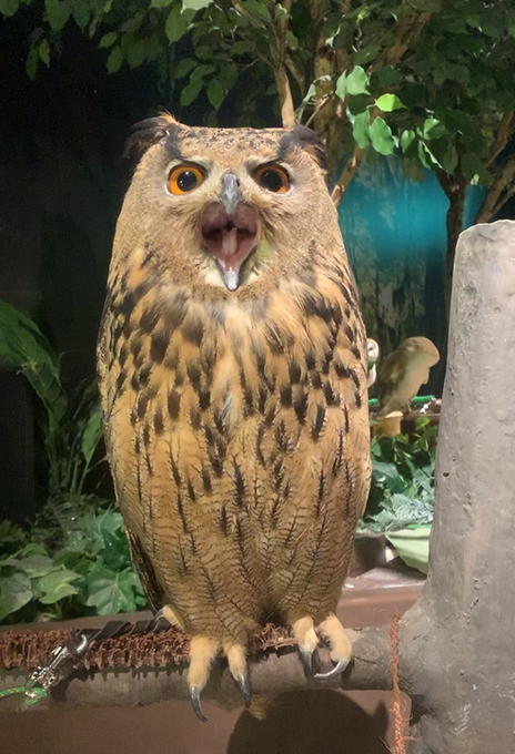 ミミズクとフクロウの違いは頭の羽角 コノハズクとの違いも調べてみた いろイロmemo