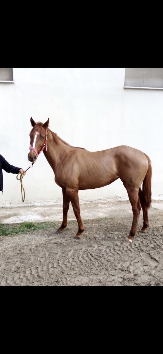ozbelgestud's tweet photo. Lion heart— perfect circle (perfect storm) 2018 doğumlu “Dişi” tayımız satılıktır. Tayımız izmir hipodromunda bulunmaktadır. İrtibat numarası: 05323137989 https://t.co/mRiK7cLblZ