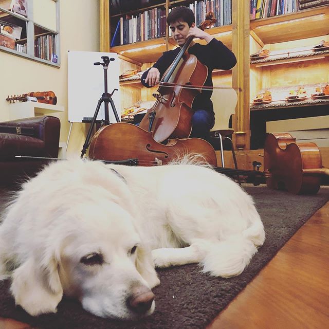 Even dogs like listening to Pedro’s scales... 🤪Selecting cellos for our upcoming event fideliorchestra cafe on 24th Feb. #dogsofinstagram #cello #cellist #luthier #scales
