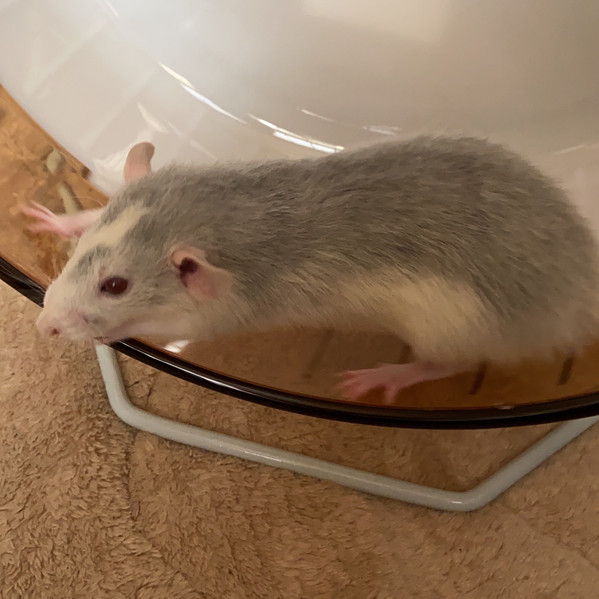 たまき 初めての回し車 へっぴり腰だけど少し回しました と言うか動いたら回っちゃった です ライトくん 床が動いてびっくりしたね ファンシーラット ダンボラット なになに うごいたよ T Co Q9hfbykgft Twitter