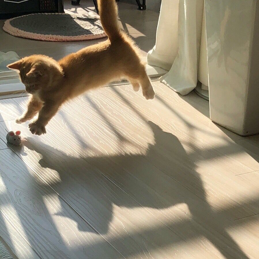 🐾 (@moebaekho) on Twitter photo 