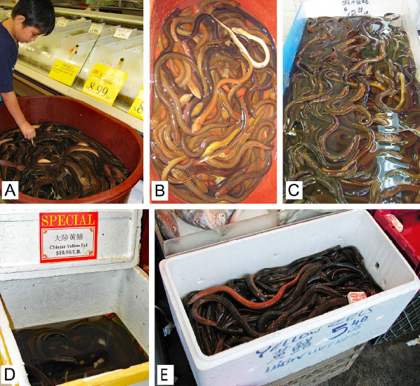 Invasivesnet's tweet image. New paper highlights the role of live-food trades and release rituals in the introduction of Asian swamp eels in five open-water sites in the USA 
#pathways #InvasiveFish #AquaticInvasions #INVASIVESNET #OpenAccess
Read more: buff.ly/37FIhVw