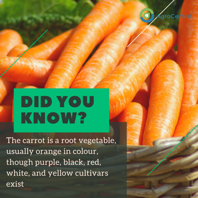The carrot is a root vegetable, usually orange in colour, though purple, black, red, white, and yellow cultivars exist