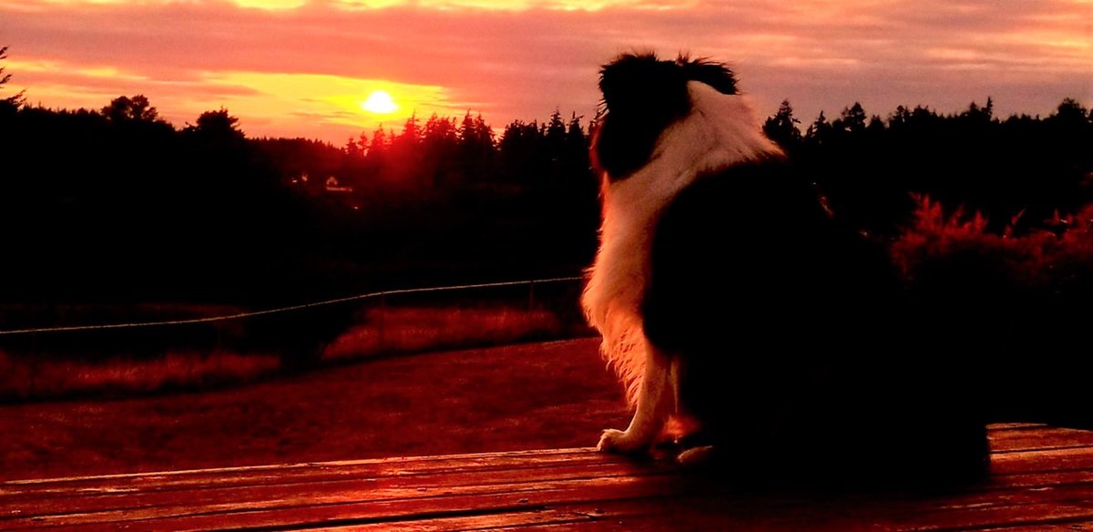 PET OF THE WEEK:  This is Edward's dog Hopper enjoying the sunset.
tacomarv.com