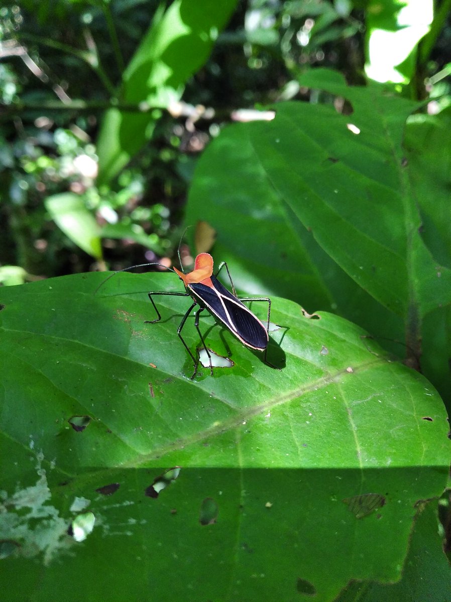 MaximWithey's tweet photo. Trying to id this guy, pretty sure it's a coreoideo - any ideas? #entomology #bugID #amazoninsects
https://t.co/Sa6wQn0P48 https://t.co/MjGkMCfLxv