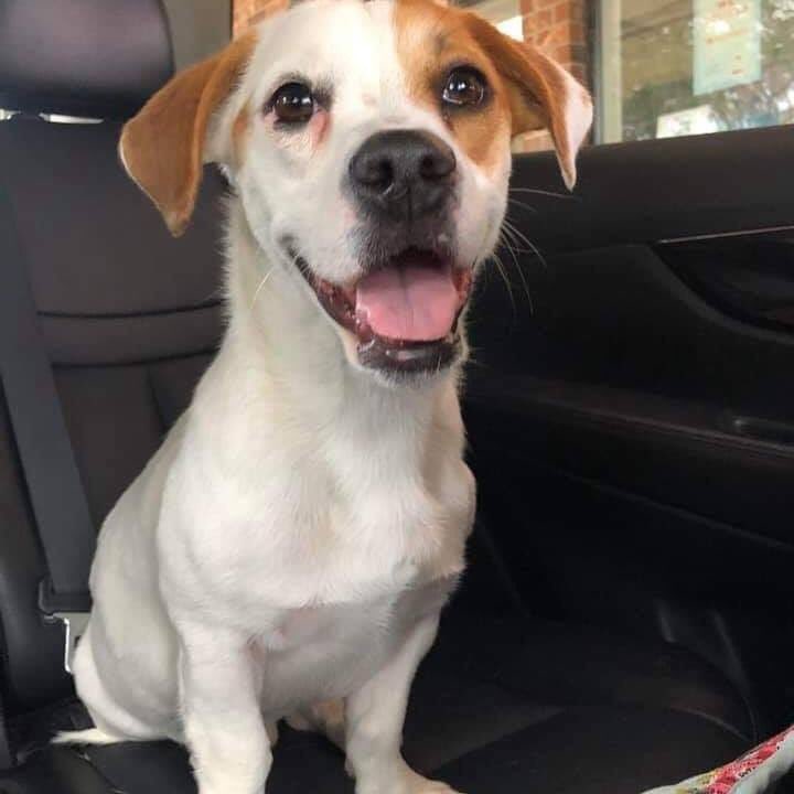 rangersreach's tweet photo. Apollo is looking for a new foster...or even better an adopter.  

Apollo is fully vetted,  1.5 yrs old. Great with kids and dogs, afraid of cats. 

Apollo loves to nap, play with dogs of sizes and ages, super easy going. https://t.co/3zE1vHKDza