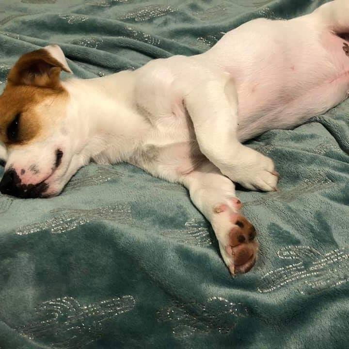 rangersreach's tweet photo. Apollo is looking for a new foster...or even better an adopter.  

Apollo is fully vetted,  1.5 yrs old. Great with kids and dogs, afraid of cats. 

Apollo loves to nap, play with dogs of sizes and ages, super easy going. https://t.co/3zE1vHKDza