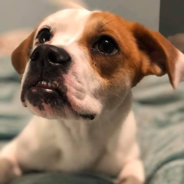 rangersreach's tweet photo. Apollo is looking for a new foster...or even better an adopter.  

Apollo is fully vetted,  1.5 yrs old. Great with kids and dogs, afraid of cats. 

Apollo loves to nap, play with dogs of sizes and ages, super easy going. https://t.co/3zE1vHKDza