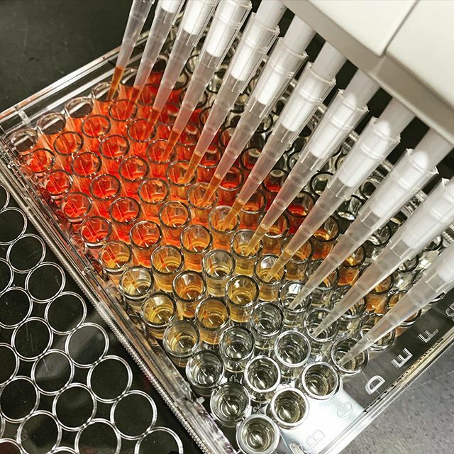 ViolaHalder's tweet photo. When you can make your own lab based stock photos using cool experiments #biofilmassay #shapirolabfun #shapirolab #lablife https://t.co/wDUg7QrCmw https://t.co/io8FTEWxyq