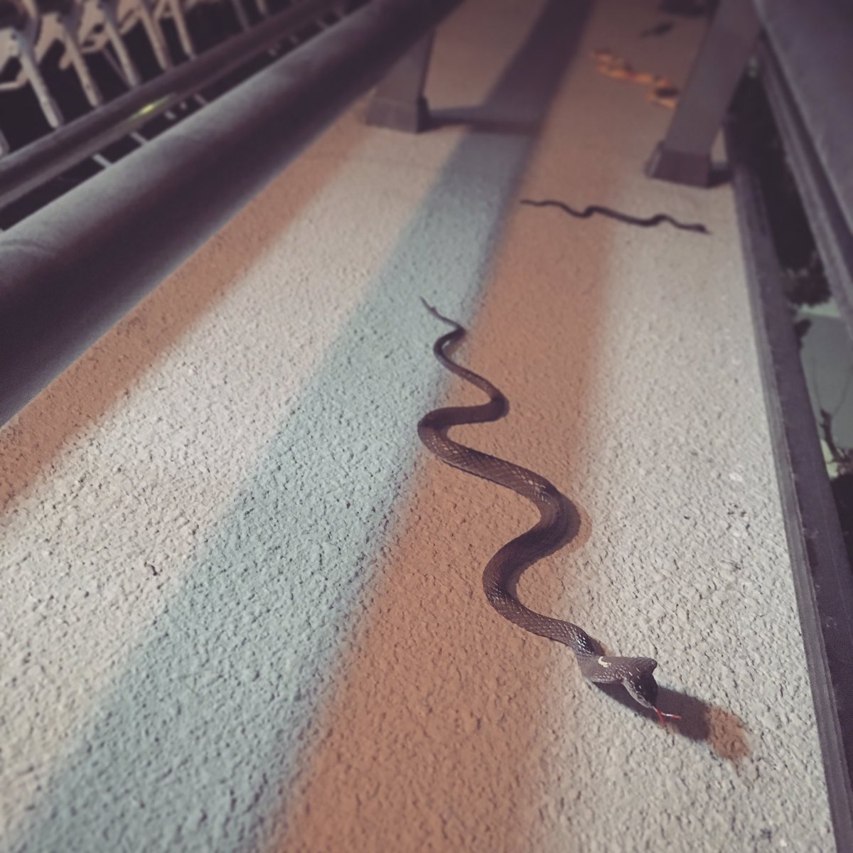 淡二 على تويتر お母ちゃんがスズメ対策にベランダにヘビのおもちゃを置いてるんだけど 淡二のヘビちゃん達が逃げたのかって一瞬ビックリするからやめてほしい 5匹もいる