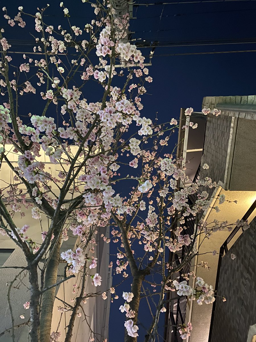723k923's tweet photo. iPhone11proキレイ過ぎて手に負えない笑
キレイ！って思って撮ったんだけど、夜なのにすごいキレイに撮れてる😊！ https://t.co/aSdjlmBRo8