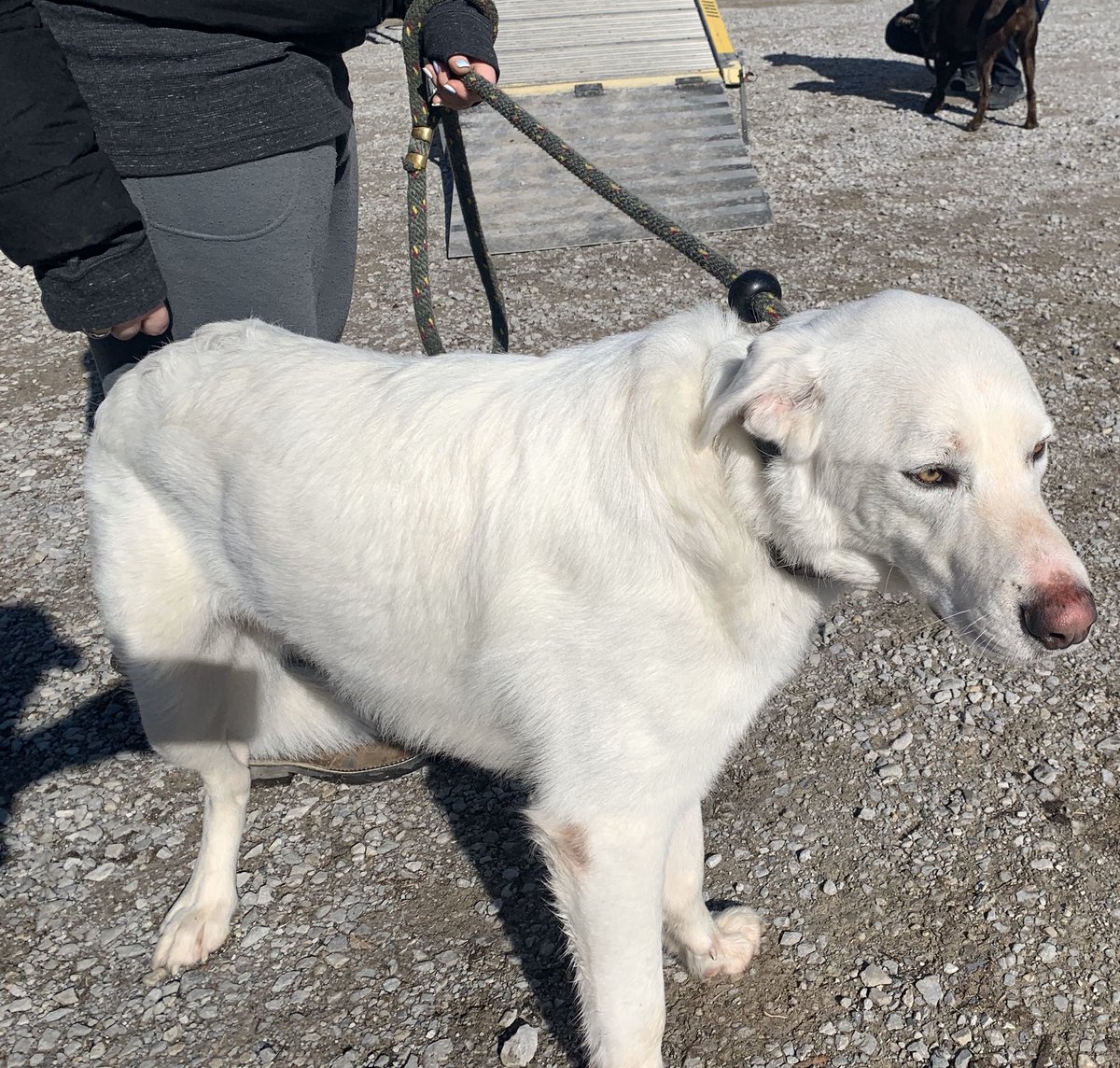 doghauler's tweet photo. Cooper is enjoying some TN sunshine today #pets LLC https://t.co/XzphQFkgI5