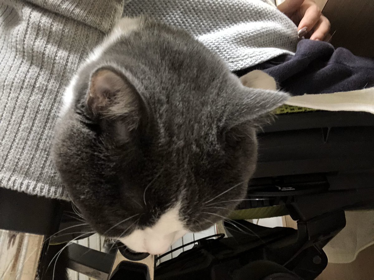 始まりましたね  #猫の日 