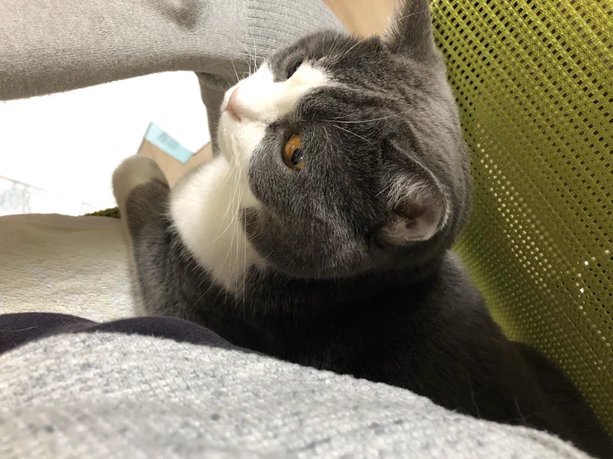 始まりましたね  #猫の日 