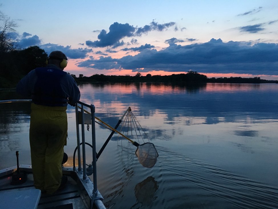 Meet Hillary Quinn-Austin! 

@Hillary_qa studies how dams impact fish movement and reproduction in the lower Grand River. 

She hopes her work will "contribute to achieving goals outlined by Lake Erie #fisheries and habitat managers”

#LFSpotlight #gwfyp 

bit.ly/2HI4E1V