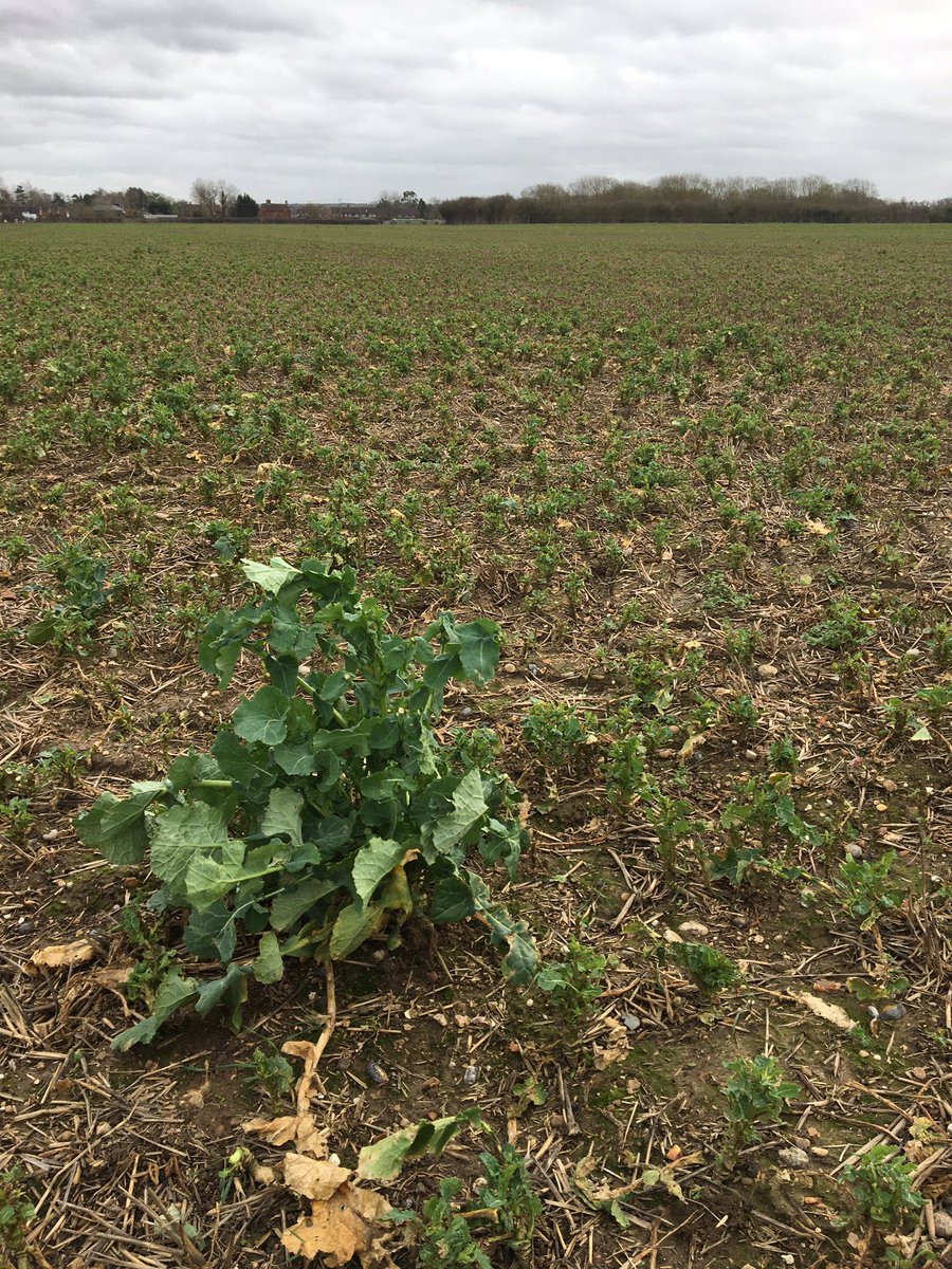 Ryan Hudson (@agronomist_bri) on Twitter photo I’ve stumbled across the #CSFB solution, give me a few years to multiply up the seed!
What can we do to learn from this plant, 30ha decimated! <a href="/JohnInnesCentre/">John Innes Centre</a> <a href="/Rothamsted/">Rothamsted Research</a> <a href="/KWSUKLtd/">KWS UK Ltd</a> <a href="/DSVUKSEEDS/">DSV United Kingdom</a> <a href="/dekalb_osr/">DEKALB UK</a> <a href="/Limagrain/">Limagrain</a> <a href="/Bayer4CropsUK/">Bayer Crop Science UK</a> #naturalselection #survivalofthefitest #OSR I’ve stumbled across the #CSFB solution, give me a few years to multiply up the seed!
What can we do to learn from this plant, 30ha decimated! <a href="/JohnInnesCentre/">John Innes Centre</a> <a href="/Rothamsted/">Rothamsted Research</a> <a href="/KWSUKLtd/">KWS UK Ltd</a> <a href="/DSVUKSEEDS/">DSV United Kingdom</a> <a href="/dekalb_osr/">DEKALB UK</a> <a href="/Limagrain/">Limagrain</a> <a href="/Bayer4CropsUK/">Bayer Crop Science UK</a> #naturalselection #survivalofthefitest #OSR