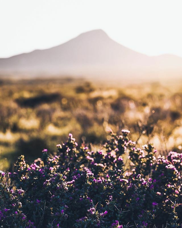 gavp18's tweet photo. Karoo Gold .
.
.
.
.
#bevisuallyinspired #milliondollarvisuals #visualsmovement #houseoftones #all2epic #visualseduction #trappingtones #unlimitedplanet #folkscenery #leagueoflenses #earthexperience #alifealive #mashpics #ourmoodydays #acreativevisual #c… https://t.co/uUFLFL3M17 https://t.co/MiqzBpKJ53