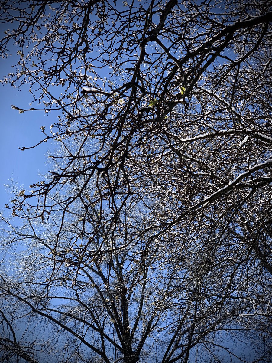 ChapelHillPD's tweet photo. If this picture, “Brafords Blustery Bloom,” doesn’t tell the story of the winter we’ve had, nothing does. #NCWinter #WinterWx #NCwx https://t.co/hjPYmP3Iys