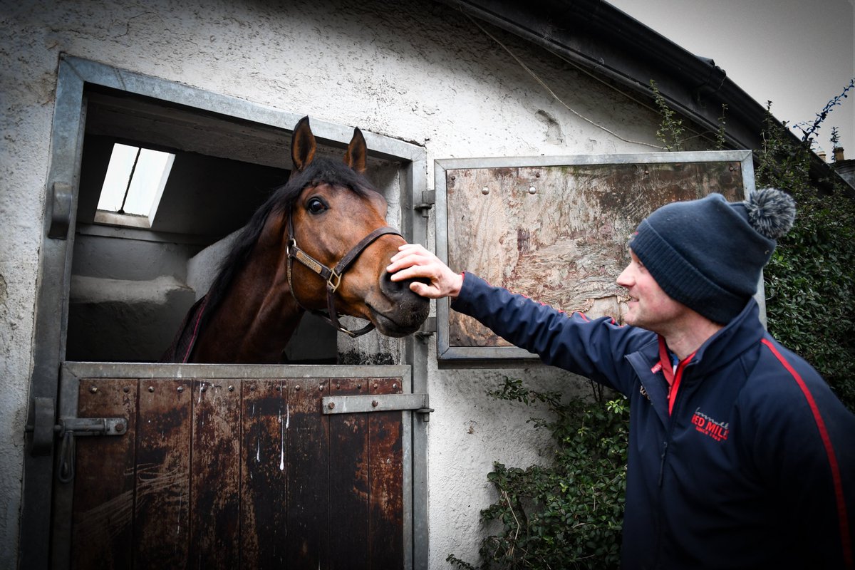 rpbloodstock's tweet photo. Say hello to Austrian School!
Tiger Roll's younger half-brother by Teofilo is covering his first book of mares at a €3,000 fee at Robert Honner's Clongiffen Stud
Photos: Alex Cairns @ACHorseRacing / ITM @IREthoroughbred https://t.co/PTeUe5QA65