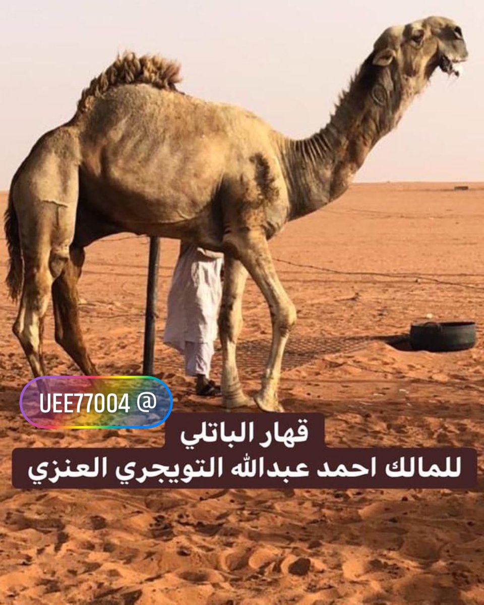 ابل الجزيره (@uee77004) on Twitter photo 