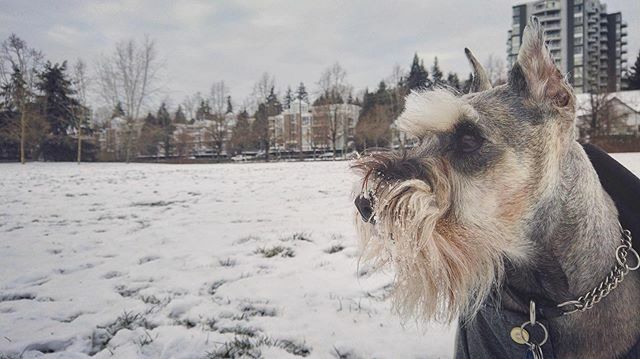 muffinjai's tweet photo. #FlashbackFriday ⏮ Snow... ❄️☃️ I really really really miss the snow 🤣😂😅🐶🐾🇨🇦 #FBF https://t.co/rUaRHcYIlK #dogsofinstagram #dogsoftwitter #schnauzergang #schnauzeroftwitter #schnauzer #minischnauzer #miniatureschnauzer #schnauzers #minischnauzers #miniatureschnauzers #m… https://t.co/xHmwgH6VqO