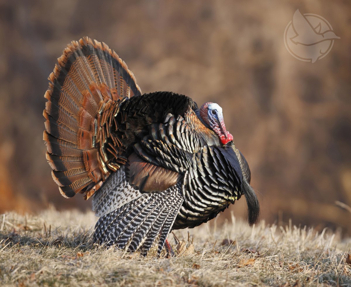 SpringValleyRGC's tweet photo. We're less than 2 months away from turkey season (April 6th for Oklahoma property and April 13th for Arkansas property). Who's ready?!
.
.
.
#SpringValleyRodAndGun #Oklahoma #Arkansas #Arkansasoutdoors #rodandgunclub #huntinglodge #turkeyseason #turkeyhunting #turkey https://t.co/ZIHPPWMCAQ