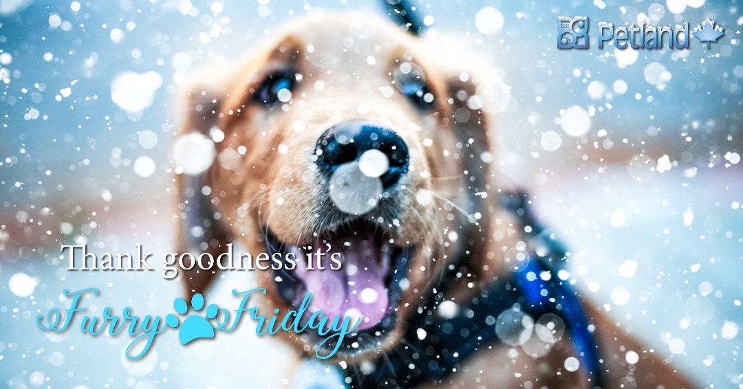 Furry Friday!☃️❄️