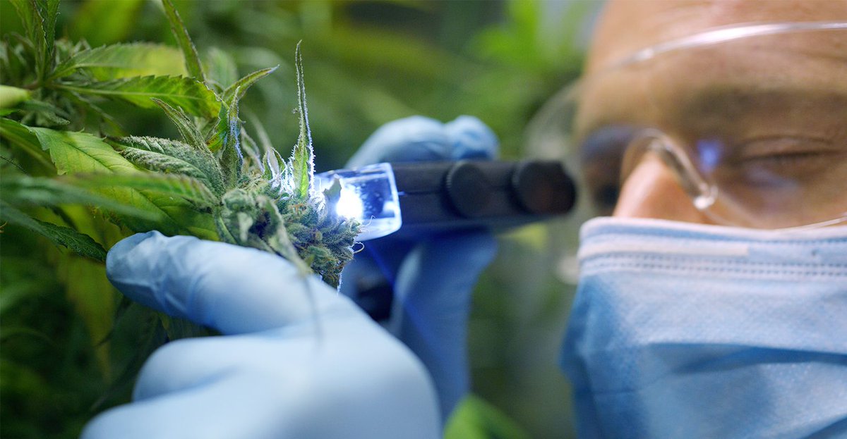 SupplySideSJ's tweet image. Suppliers and product makers seeking #hemptesting and #CBDtesting to comply with new regulations should scrutinize potential lab partners buff.ly/32h9Tio