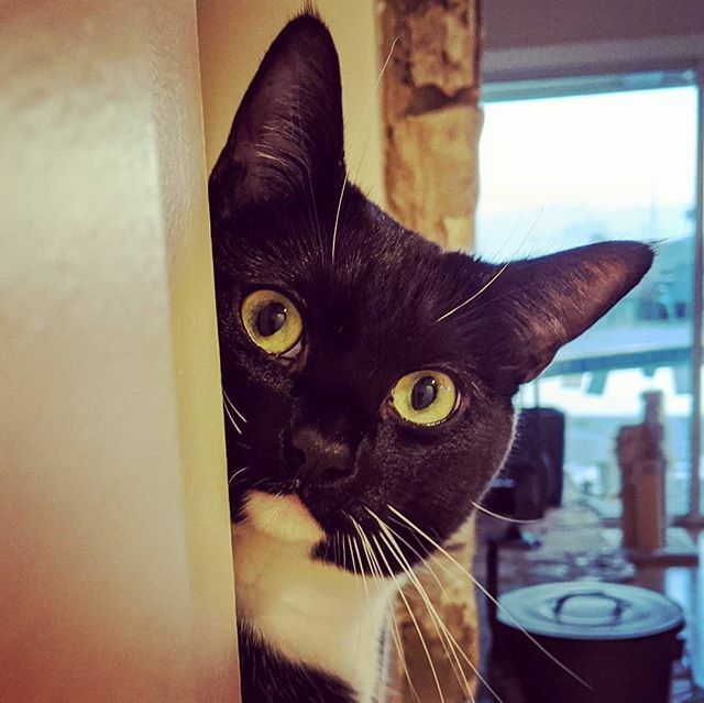 It's #friday and #imissyou!  All of us pets are waiting for you guys to come home! 
#cutecatsclub #fridaycat #tuxedofeatures #peekaboo #hideandseek #aroundthecorner #cutie #cutepets #petsofinstagram #snuggles ift.tt/2HNhlZa