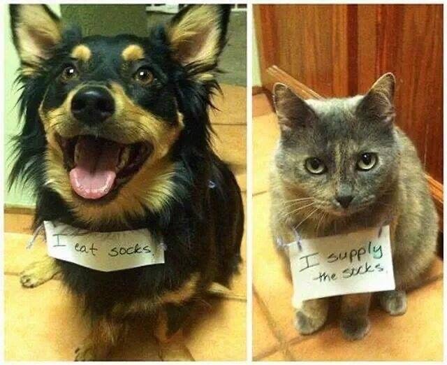 sprigwig's tweet photo. πWARNING: These criminals are still at large! #HideYourSocks https://t.co/ruYE3hSbu3