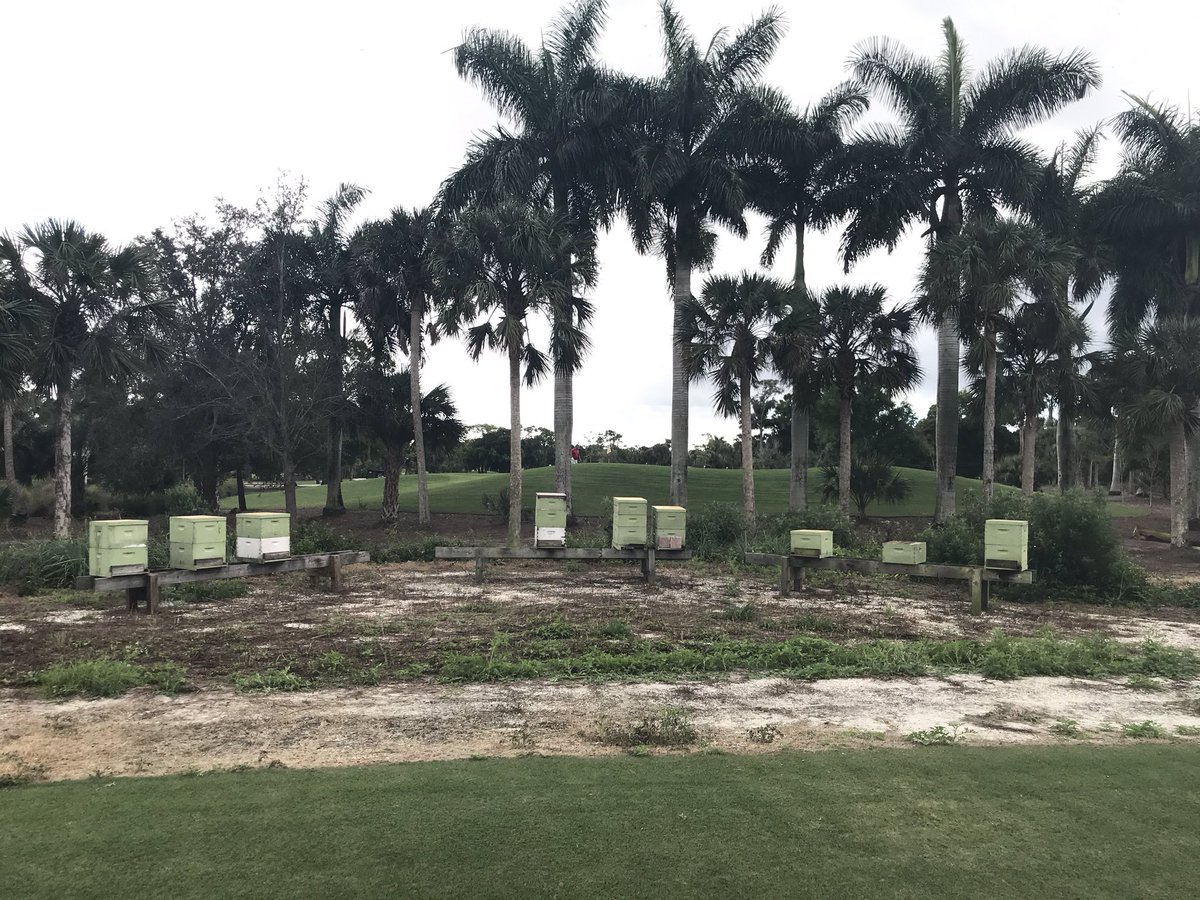 Honeybees are doing great and loving this warm weather <a href="/EagleCreekGCC/">Eagle Creek</a>. <a href="/StrictlyBees/">StrictlyBeesness</a> working hard making sure these lovely ladies are happy as can bee! #bees <a href="/JimmyAlstonEC/">Jimmy Alston</a> <a href="/DustinFoust/">Foust</a> <a href="/FloridaLaura/">Laura Pelletier</a> #pollinators