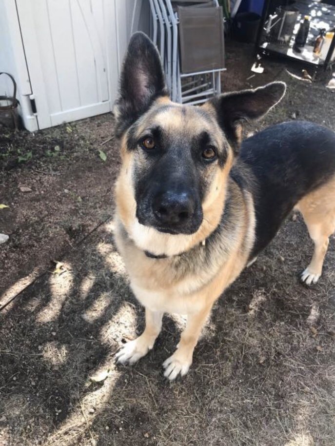 AllShepherdResq's tweet photo. Help Lando find a Loving home @SamLitzinger @MarkSagarin @PetValuUS @AshiaReiki @OffTheLeashFP @MillieOTLFP @AdoptaPetcom @The_Animal_Team @Nightowl400 @EMluvsPibbles @irishfox1949 #GermanShepherd #GSD #AdoptDontShop #TeamZay https://t.co/CpTMTyCsM7