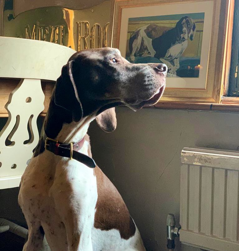RedLionStod's tweet photo. @alexmeadeditor @FoodandTravelEd @Jose_Pizarro @TheGoodEgg_ @PrinceHallHotel @TheGroveHotel @TheWellyarms @HarwoodArms @KinghamPlough @JosePizarroRest @Ship_atDunwich We do love dogs! This is Arthur, big friendly #rescue pointer
.
.
#gsp #pubdog #diningpub #dogfriendly #countrypub https://t.co/vQnY6b9D41