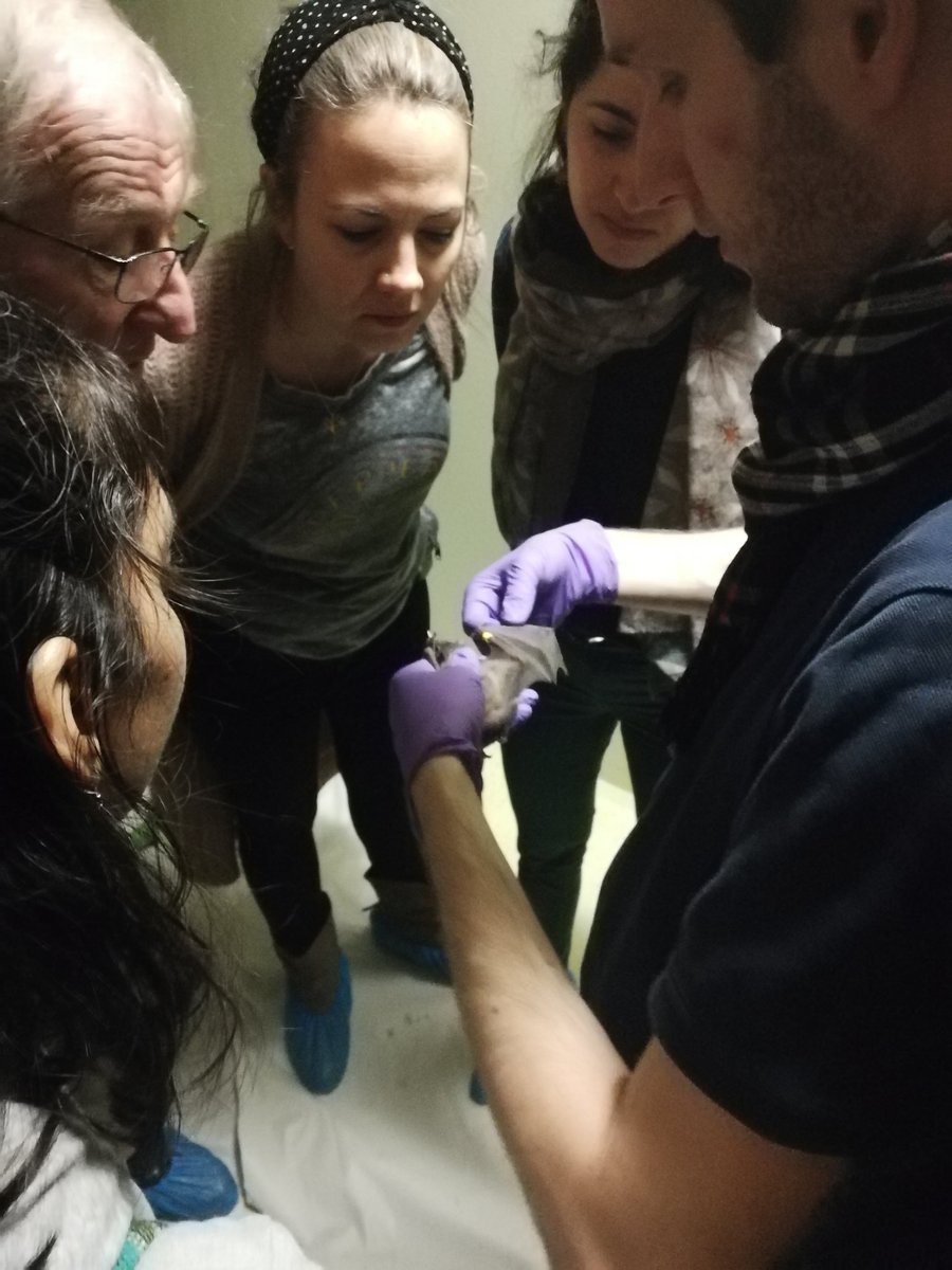 AcFuncEcolGroup's tweet photo. What a wonderful way to end a wonderful conference #etho2020. The bat group getting a bat tour from the Schnitzler lab. Thanks for taking the time and thanks to all the organisers. https://t.co/Zfr5AiNZI7