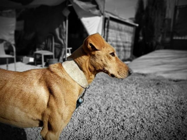 📸Preciosa foto de Luky...aun esperando una oportunidad...
.
.
Esta en Granada, pero se envia.
.
.
Listo y preparado de todo para conocer a su familia alli donde haga falta 🐾
.
.
➡️Comparte y difunde, asi será mas visible .
.
Contacto por privado o en… ift.tt/2SKpKmK