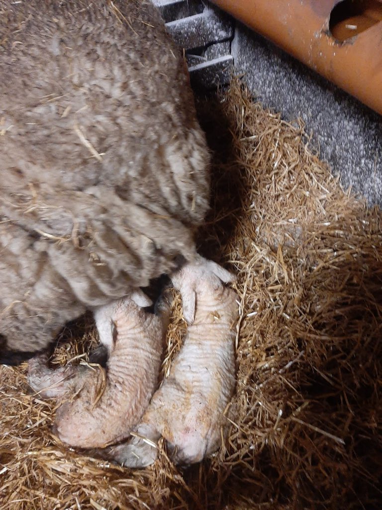 That’s the start of them now. Along with the return of the trusty “had a sheep lambing” excuse for being late to training #Lambing2020 #agcredible