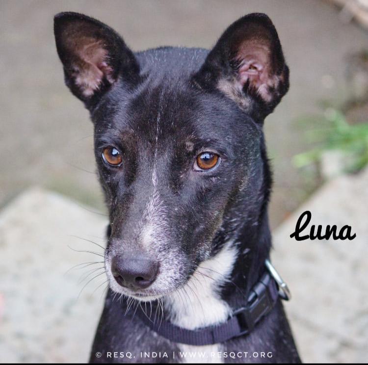 humaneworldind's tweet photo. Luna and Michael, our rescues from dog meat trade, are still up for adoption! While most of our rescues found their forever homes with help from @resqct Luna and Michael stayed back at the @resqct's shelter for further treatment. 1/2
#TailsOfSurvival https://t.co/gWfWNoXzjh