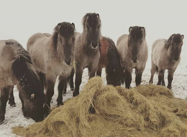 lythorse's tweet photo. All siblings beside one. Guess who! 🐴
#lythorse #lytingsstadir #northiceland #visitskagafjordur #icelandichorses #iceland #icelandichorseoninstagram #winter #wheniniceland https://t.co/dVWMiJWPfr