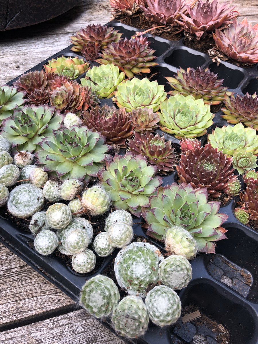 plant_based_pod's tweet photo. Weโve got some drought busting container plants coming your way on Sunday in our next Plant Based TV episode ๐บ๐ฑ Plants thanks to Seiont Nurseries ๐
#theplantbasedpodcast #peoplethatloveplants #pbptv #plantbasedtv https://t.co/BOCsjmUrNi