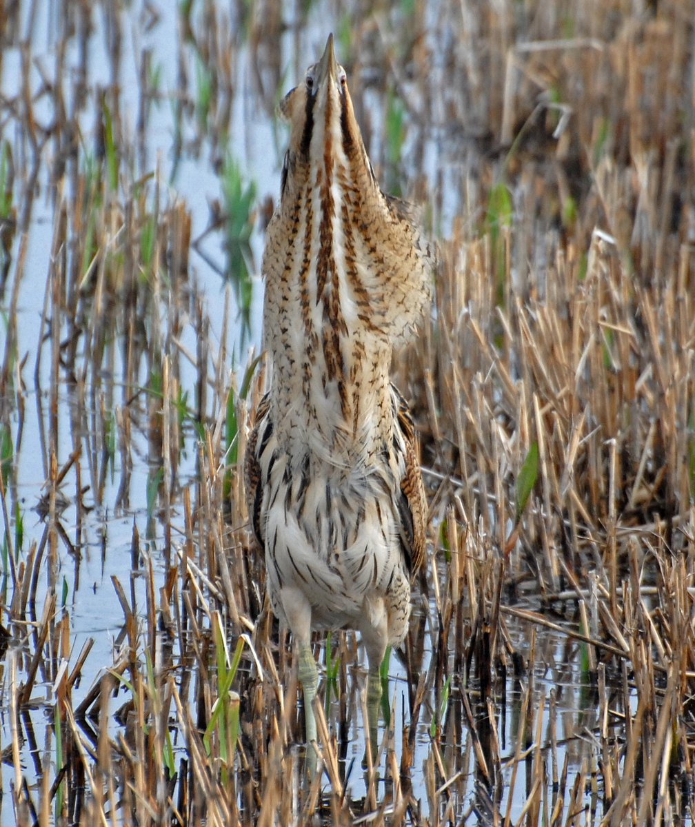 RSPBMinsmere's tweet image. Busy bitterns at Bittern Hide with marsh harriers and siskins, smew on South Scrape and green winged teal at Wildlife Lookout @BirdGuides 8 Goosander on Island Mere