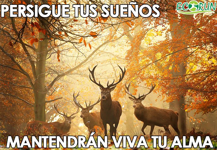 EcoRun_Spain's tweet photo. Feliz Viernes! #EcoRun #NoHayPlanetaB #CarreradelMedioAmbiente https://t.co/J2PJbgGdZD https://t.co/1oV4idMKLk