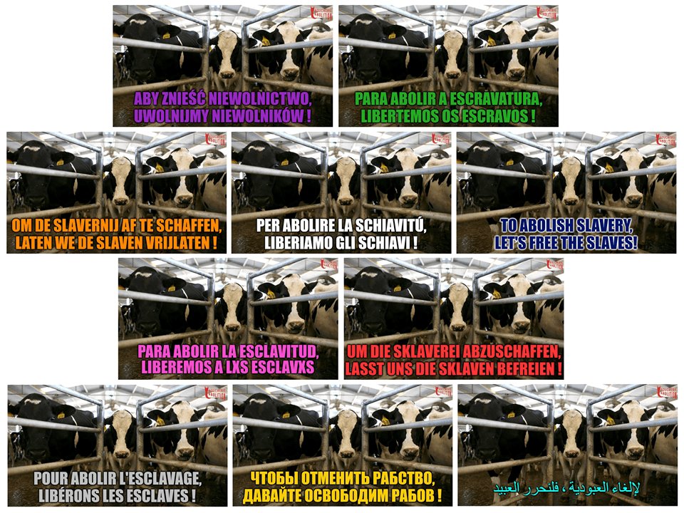 lesfemellistes's tweet photo. Le salon du père de tous les esclavages @Salondelagri ouvre ses portes demain. 
Pour abolir l'esclavage liberons les esclaves !
#ÉlevageAbolition #Freedomcantwait #openthefarms https://t.co/wkQARc7OBl
