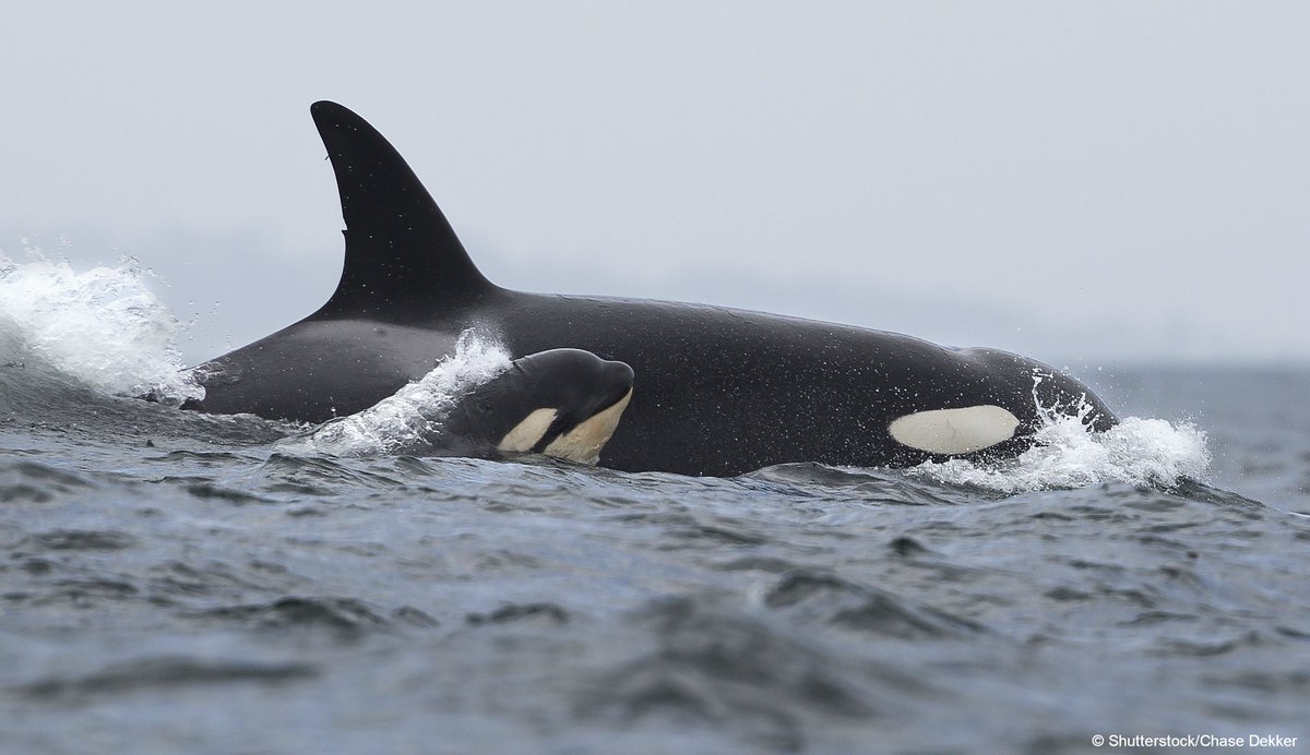 whalesorg's tweet photo. ‘Home’ for an orca is with each other ❤️ Like us, they live in tight-knit groups, have rich dialects and a complex culture. Some #orca populations are more tightly bonded than humans, with both males and females staying with their mother for their entire lives. https://t.co/Oc2fwsoCEJ