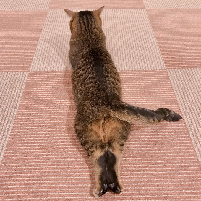 Twitterのコスプレ画像4