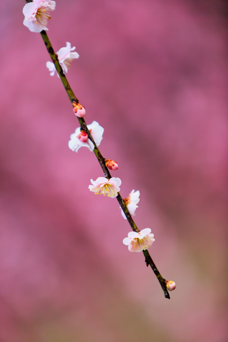 癒しの花景 Twitter Search Twitter