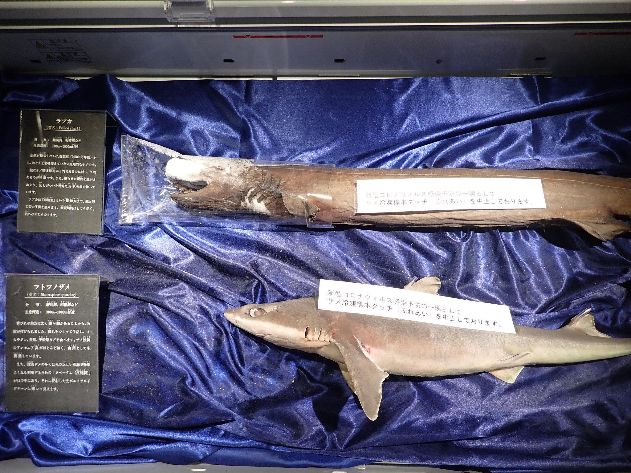 深海フトツノザメ胎児（コーティング済。剥製） 深海フトツノザメ胎児（コーティング済。剥製）