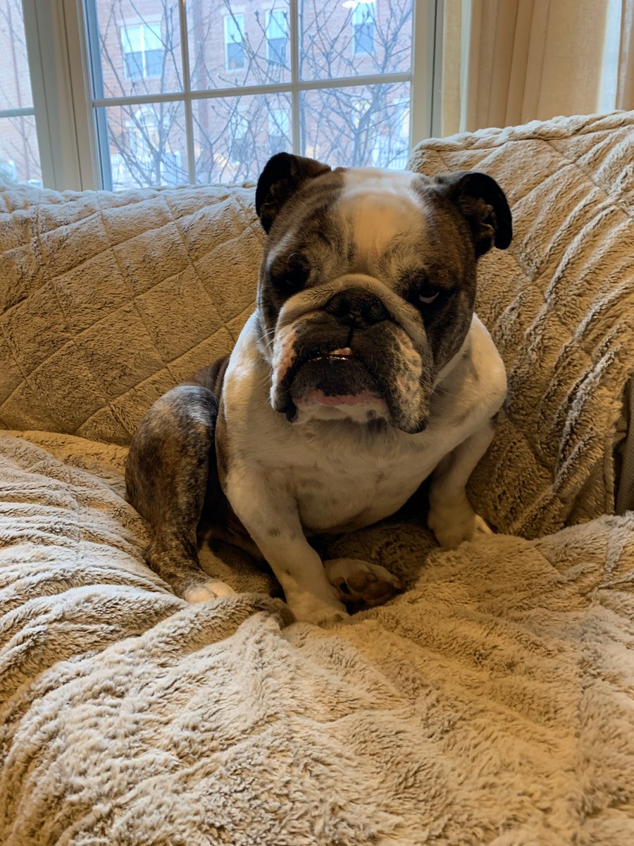 This is my 3rd child, Gus who never fails to show me love.  #loveyourpetday